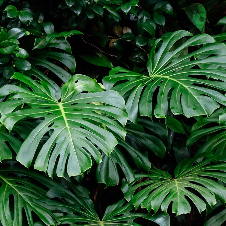 Plants